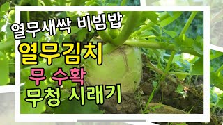 두달간 무씨 파종하여 열무새싹 열무김치 무수확에 시래기까지 얻은것이 너무 많네요