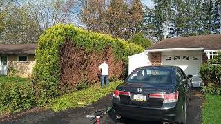 Hedge Trimming in Mechanicsburg, PA