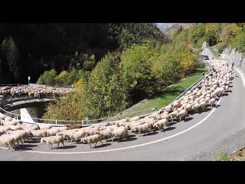 Discesa del gregge tra Champorcher e Pontboset