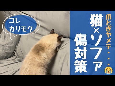 猫がソファを引っ掻くのを防ぐ解決策