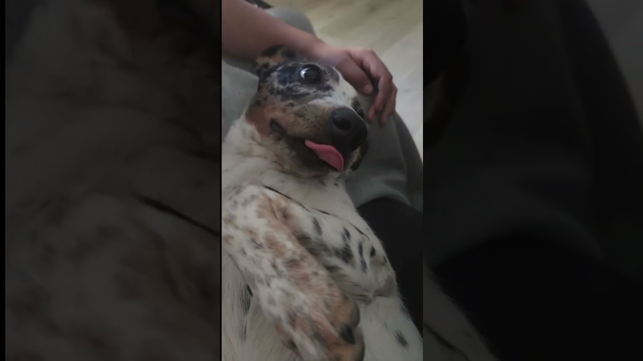 Enlarge Keke - Video, a Adopted mixed breed in Pasadena, CA video 2/6