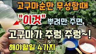 만약 고구마순만 무성할때 이것 뿌려주면 없던 고구마가 신기하게 주렁주렁 달립니다 고구마쌀뜨물영양제 만들기 고…
