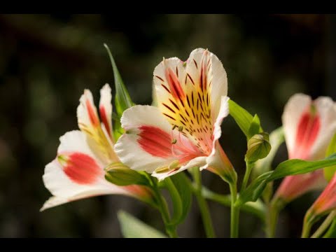 Alstroemeria Part 2 - Process of Planting, Growing and Harvesting