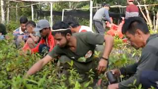 Preparing Trees and Land for Planting in Indonesia