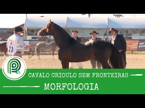 Confira uma análise sobre a morfologia do Freio de Ouro 2018