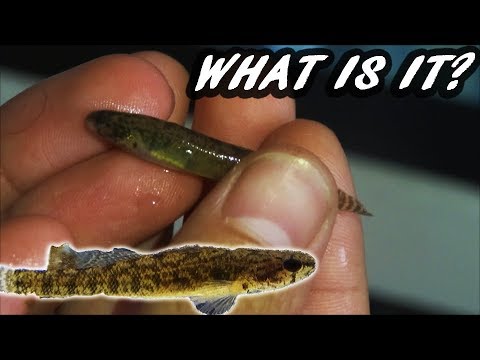 Baby Bichir?! What fish is this?!  Caught a new fish for my aquarium!