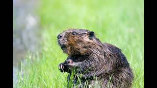 Download lagu To be a inquiring bëaber mp3 Download lagu To be a inquiring bëaber mp3