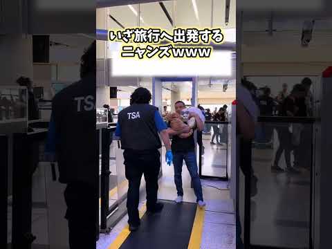 ネッコの動画見てニヤけたら負けｗｗｗ　#2ch #2ch動物スレ #動物 #犬 #猫 #shorts