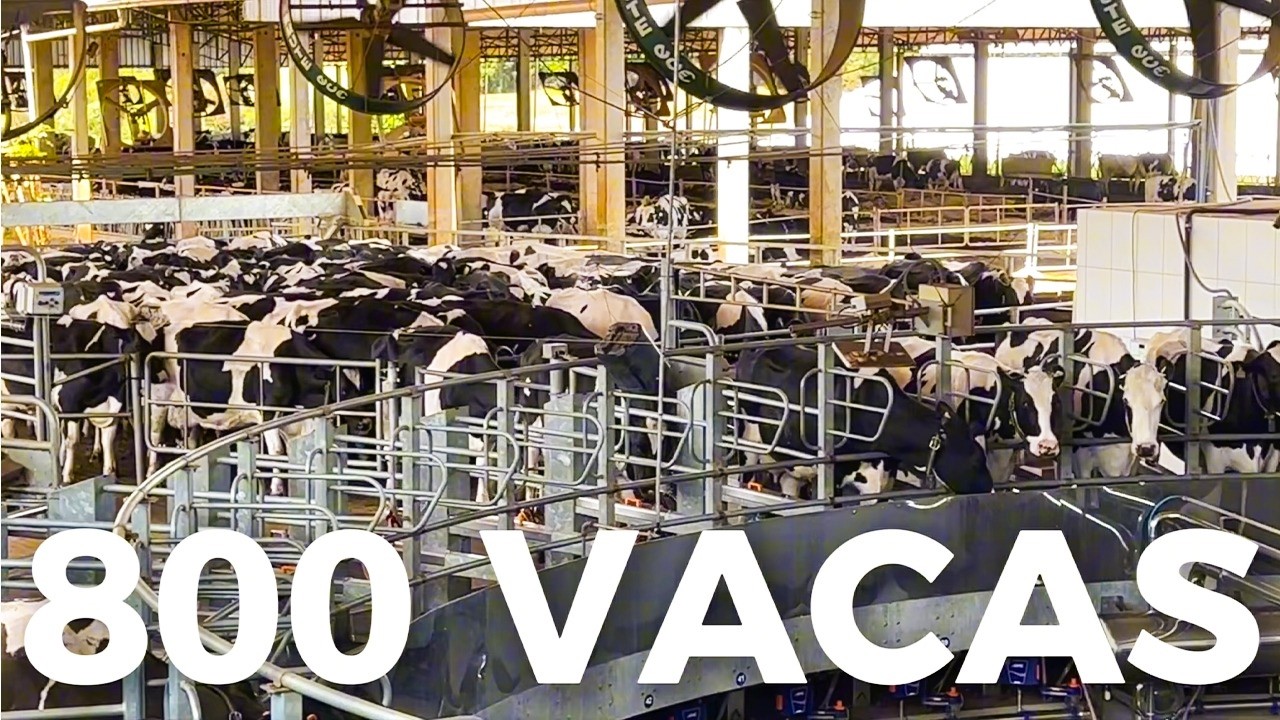 24 MIL LITROS DE LEITE POR DIA EM SISTEMA COMPOST BARN
