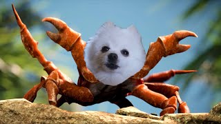 Download lagu Dog Rave mp3 Download lagu Dog Rave mp3
