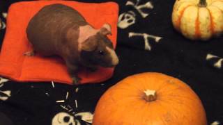 preview picture of video 'Scary Guinea Pigs At Halloween'