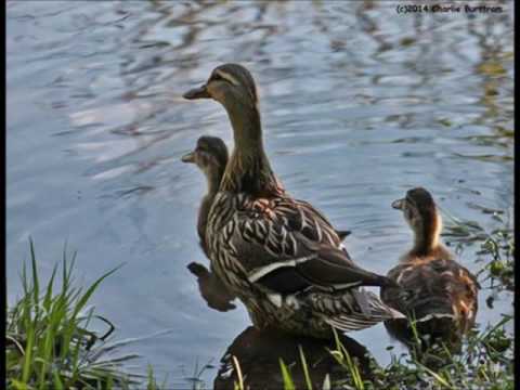 Kate York - "Comes A Time"