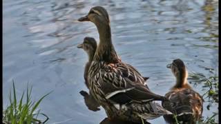 Kate York - &quot;Comes A Time&quot;