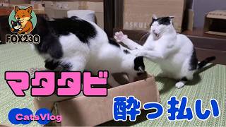 【CatsVlog】久々のマタタビ猫「酔っ払い」 #猫動画 #可愛い猫 #保護猫