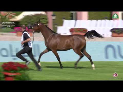 N 57 ASAYEL AL ZAID   KAAHC 2019   Yearling Fillies Class 1D