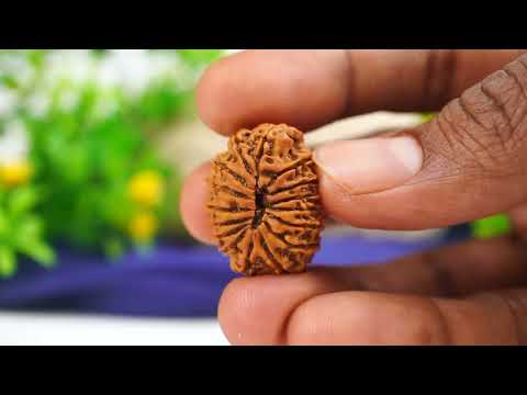 Rudraksha Product Image