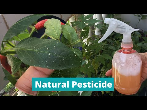 DIY PESTICIDE | HOMEMADE INSECT REPELLANT | Natural Pesticide for Plants | Effective Insecticide