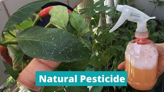 DIY PESTICIDE | HOMEMADE INSECT REPELLANT | Natural Pesticide for Plants | Effective Insecticide