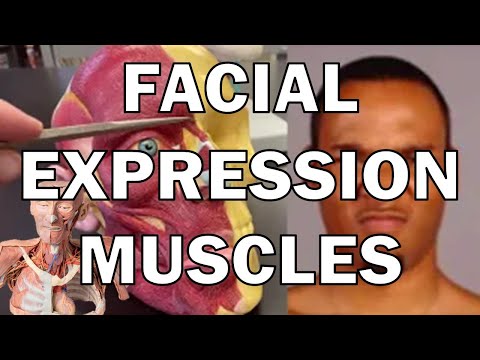 Facial Expression Muscles
