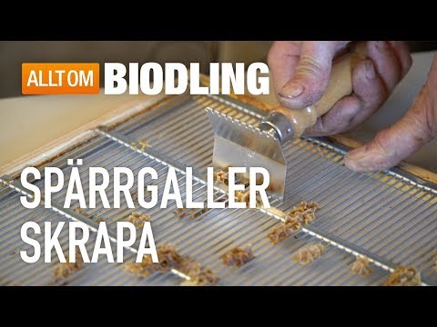 Spärrgallerskrapa - Biredskap - Biodling