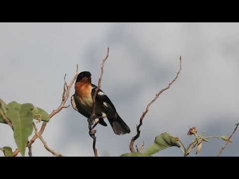 Bandoleta (Cypsnagra hirundinacea): Um Pássaro Elegante Encontrado em Pompéu, Minas Gerais.