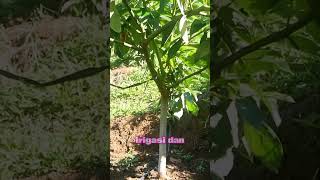Download lagu Sistem Irigasi kebun alpukat tabanan Bali mp3
