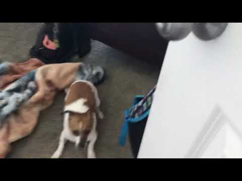 My dog goes crazy after taking a bath