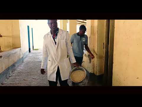 DAIRY FARMING:Feeding Formula for Maximum Milk Production: 45+ Liters per Cow.