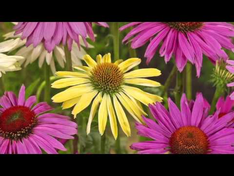 Roberta's 6-pc. Color Full Cheyenne Spirit Echinacea on QVC