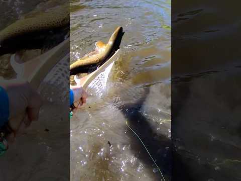 Trout fishing is getting boring…