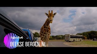 Safari Park | Beekse Bergen, NL