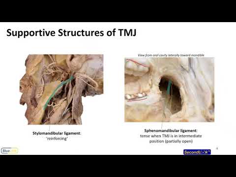 Mastication LO - Supportive Structures of the TMJ