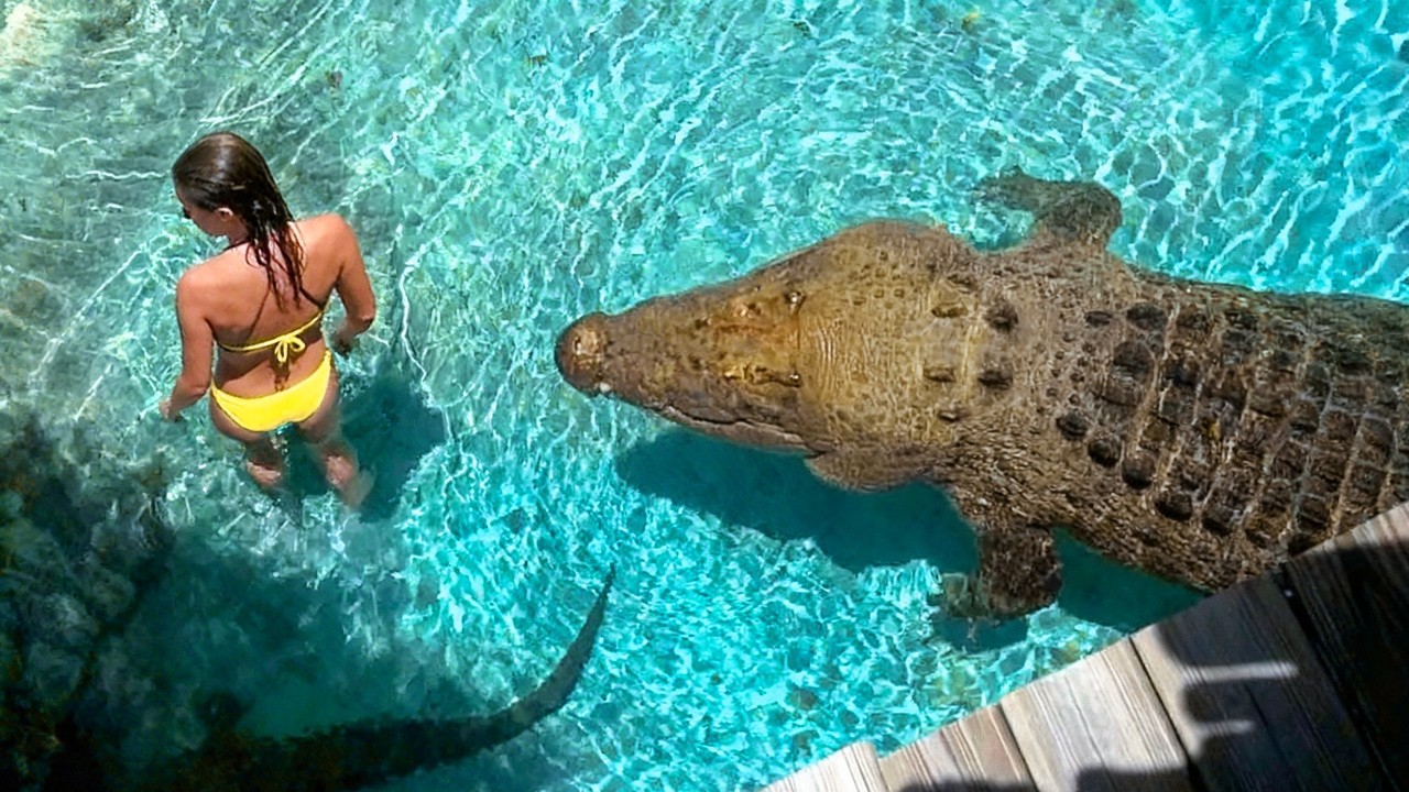 Terrifying Crocodile Encounters Caught on Camera