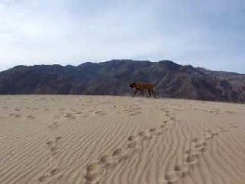 Neko at the sand dunes