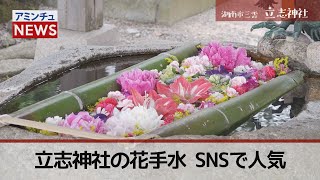 【アミンチュニュース】立志神社の花手水　SNSで人気