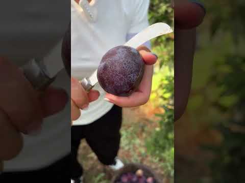 Beautiful Nature - Inspur Fresh Fruit wonderful video of Industry #7757