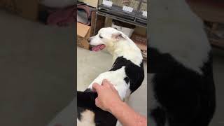 Video preview image #1 Mutt Puppy For Sale in Rowlett, TX, USA