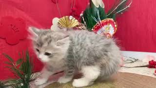 サイベリアンの動画01