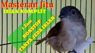 Download lagu Flamboyan gacor Full isian Nyerecet beset nambak nyuling ngeroll kumplit mp3 Download lagu Flamboyan gacor Full isian Nyerecet beset nambak nyuling ngeroll kumplit mp3