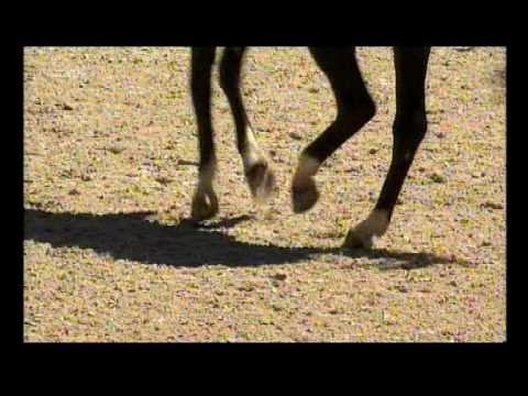 Kur Edward Gal Moorlands Totilas Aachen 2010