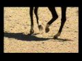 Kur Edward Gal Moorlands Totilas Aachen 2010 ...