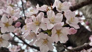 札幌にも桜が🌸