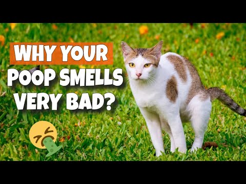 🐱🤮¿WHY DOES YOUR CAT POOP SMELL SO BAD?