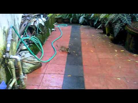 pheonix and aliamma our pets