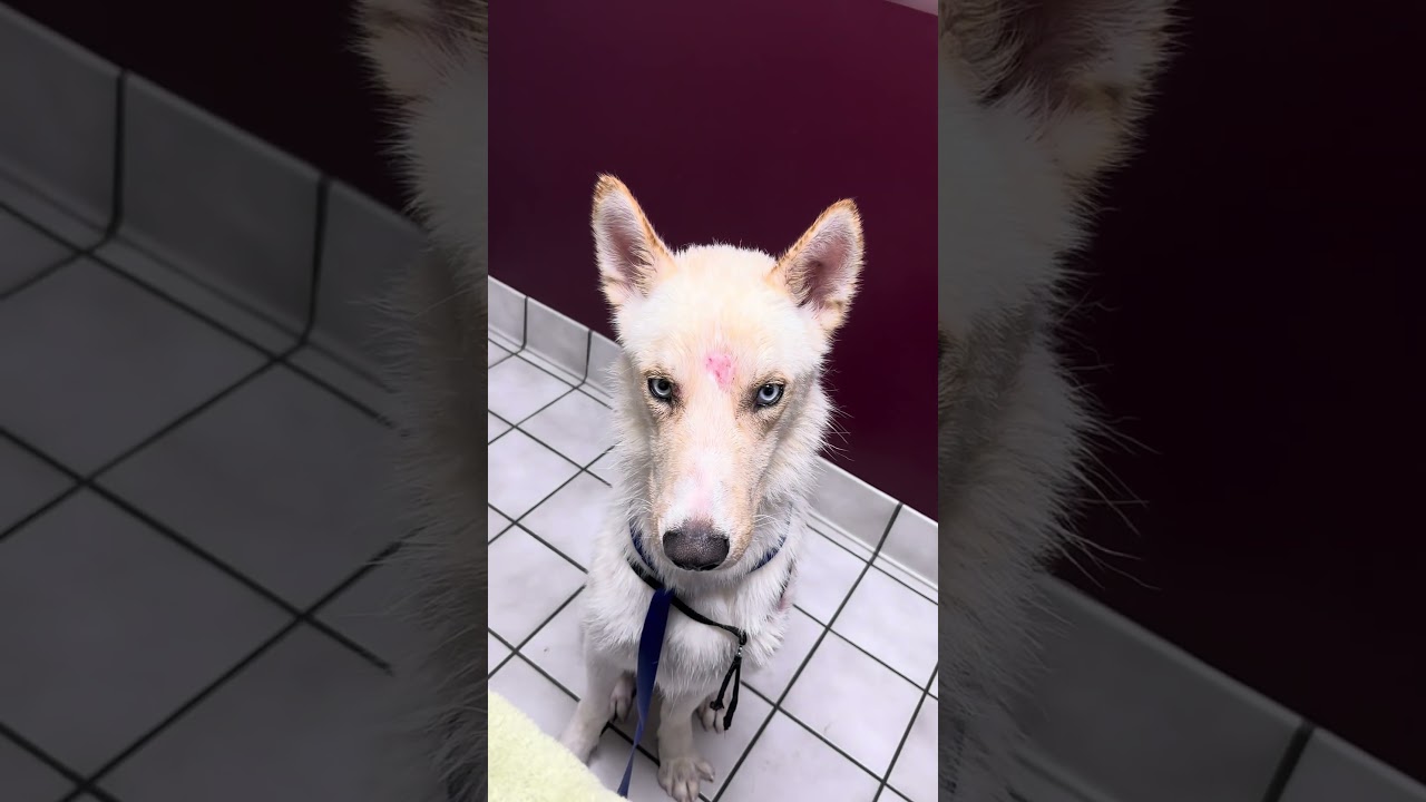Enlarge Bolt, an adopted mixed breed in Pilot Point, TX video 6/6
