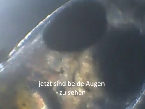 Amphiprion Ocellaris 6 Tage nach der Eiablage