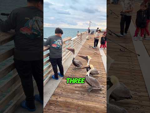 This Guy Got Surrounded by Ducks 😳