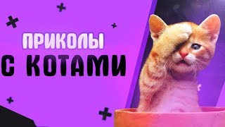 Приколы с котами - смешные коты и кошки 2018 | ТЕСТ НА ПСИХИКУ, ПРОБУЙ НЕ СМЕЯТЬСЯ!