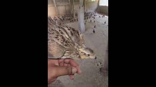 Release the bird from the cage