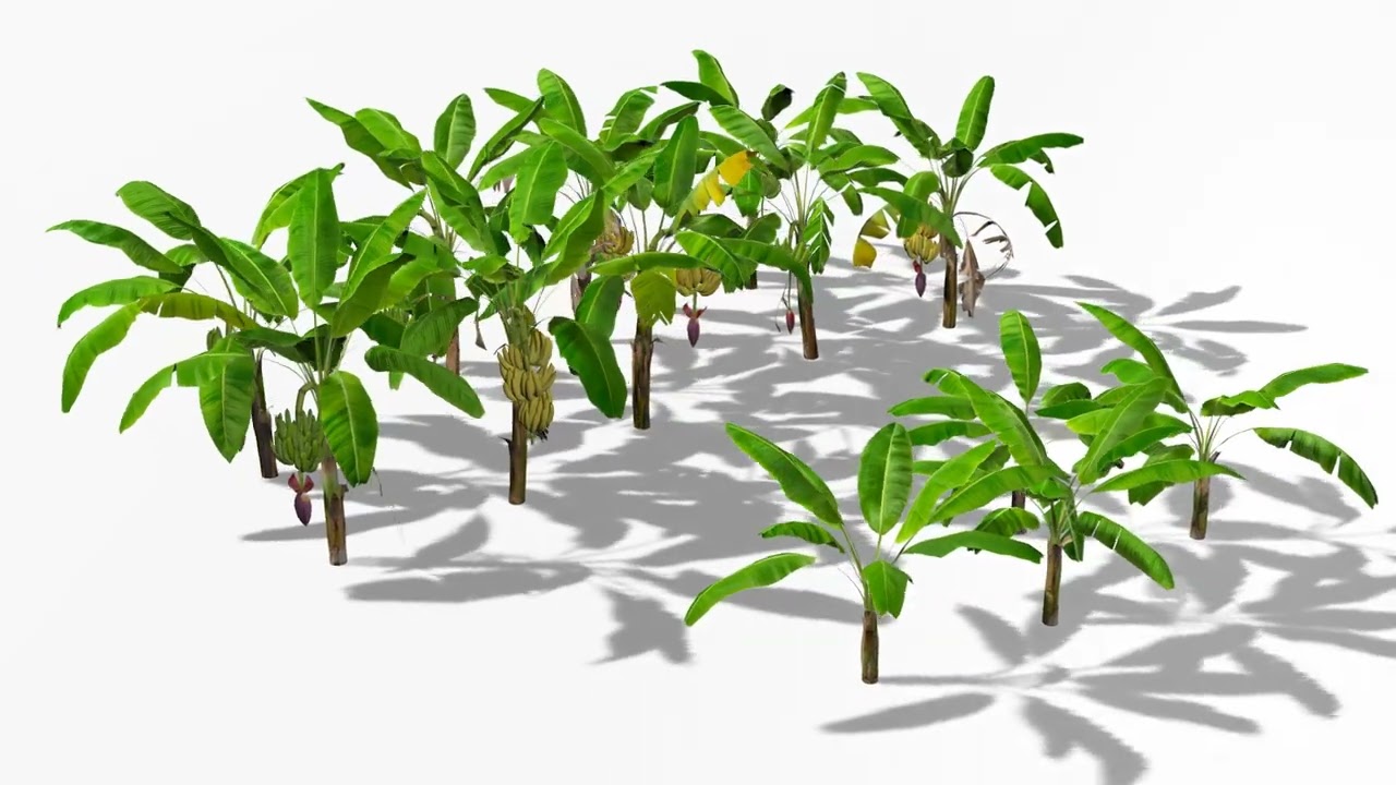 Bananenplantage 3D Modell